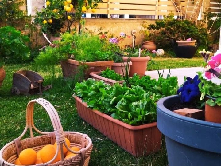 شقة Xrysa'S Garden Mesolóngion المظهر الخارجي الصورة